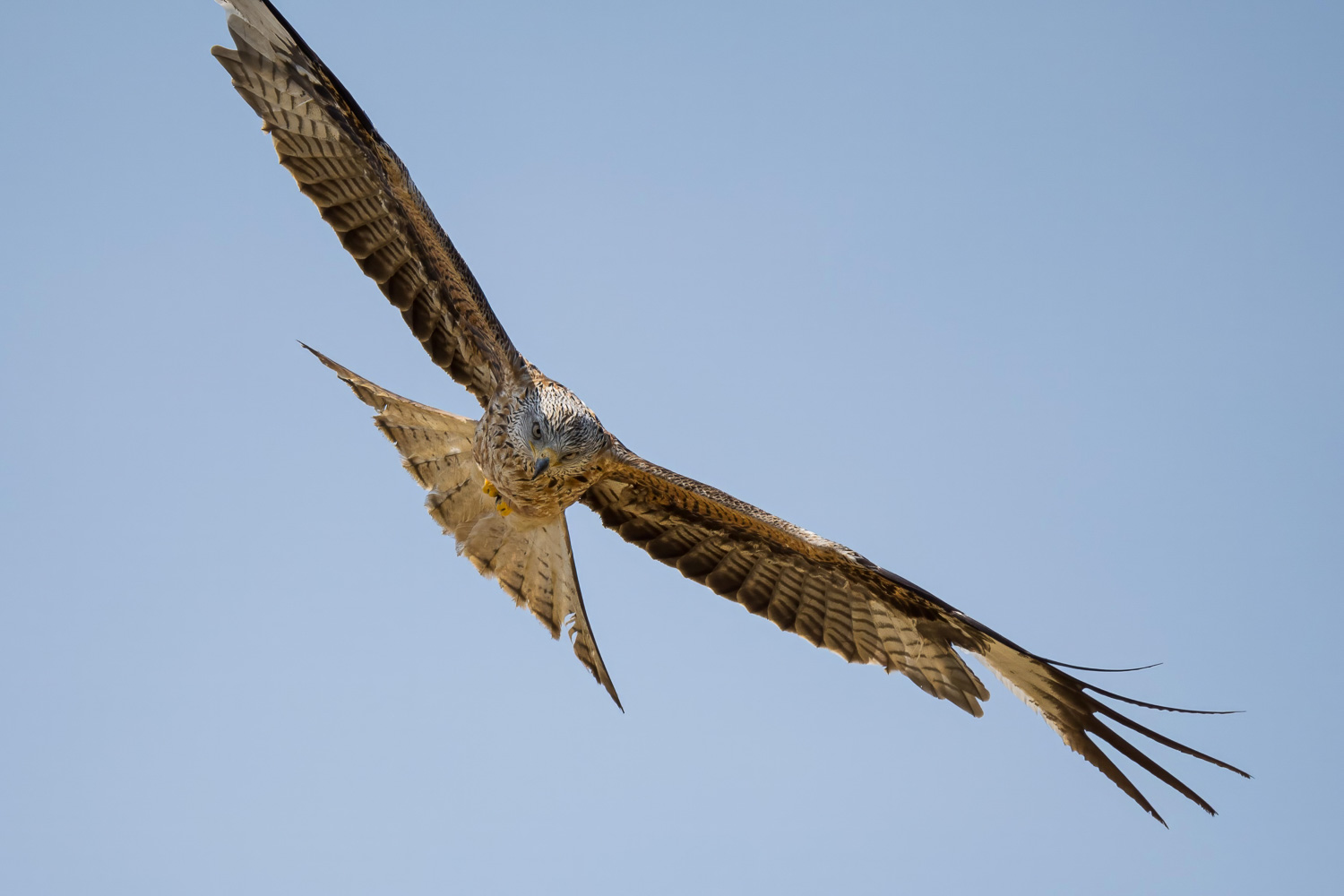 Überflieger