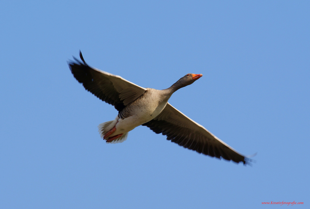 Überflieger I