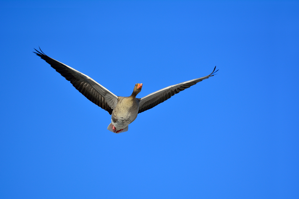 Überflieger II