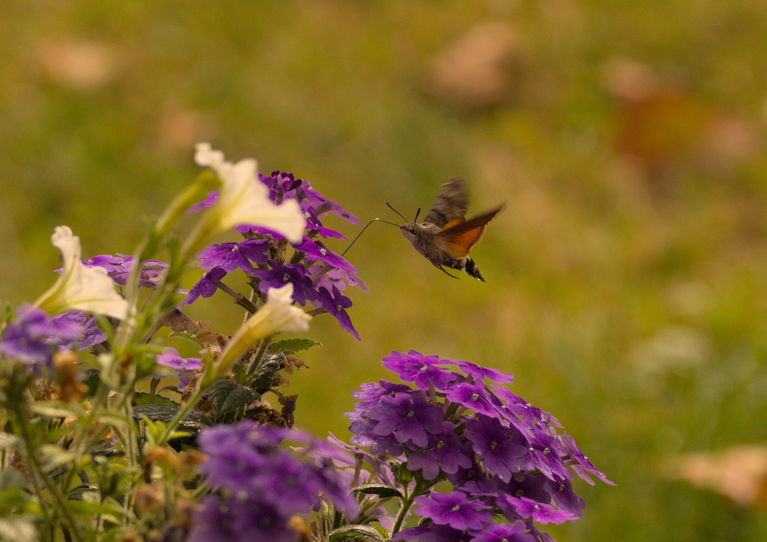 Überflieger im Spätsommer