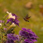 Überflieger im Spätsommer