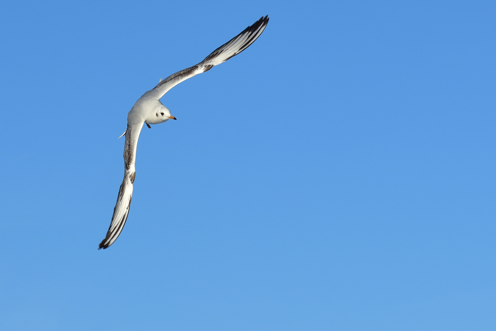 Überflieger Möwe