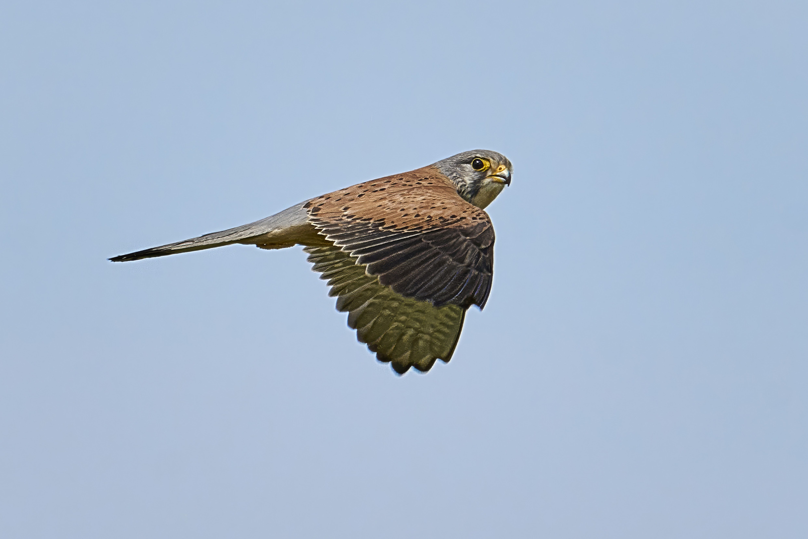 Überflieger-Turmfalke