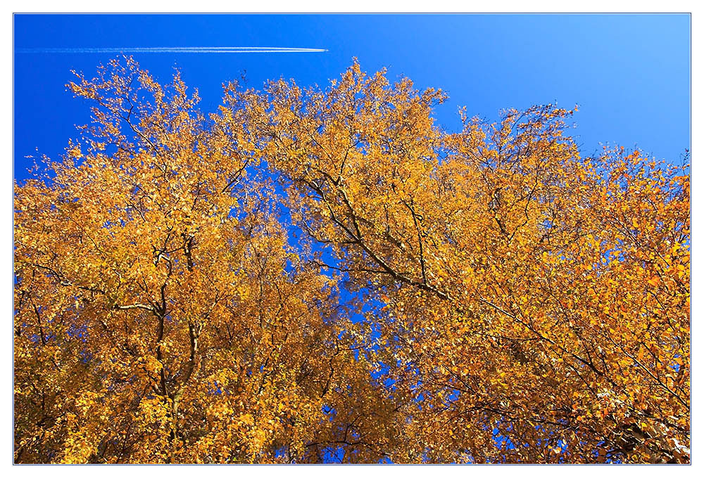 Überflieger über Goldenen Oktober... (atme ich Kerosin ein ?)