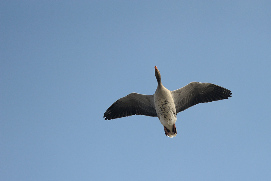 Überflug