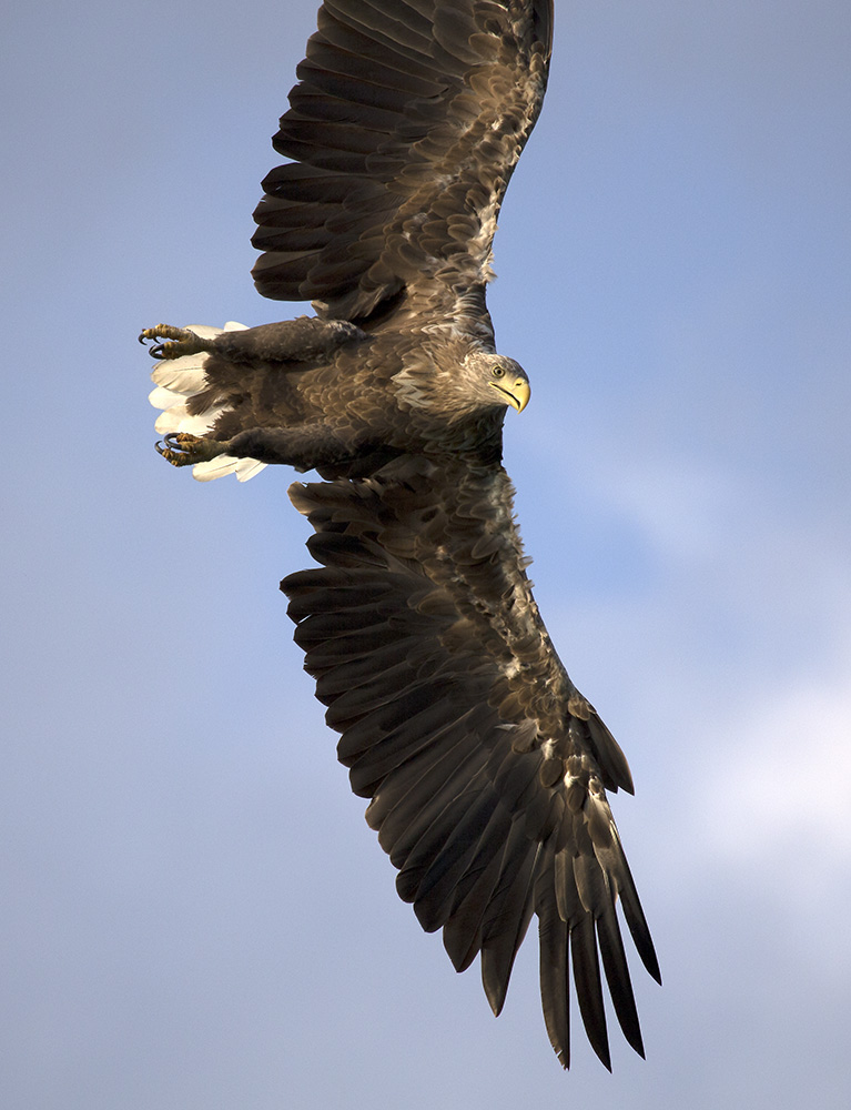 Überflug