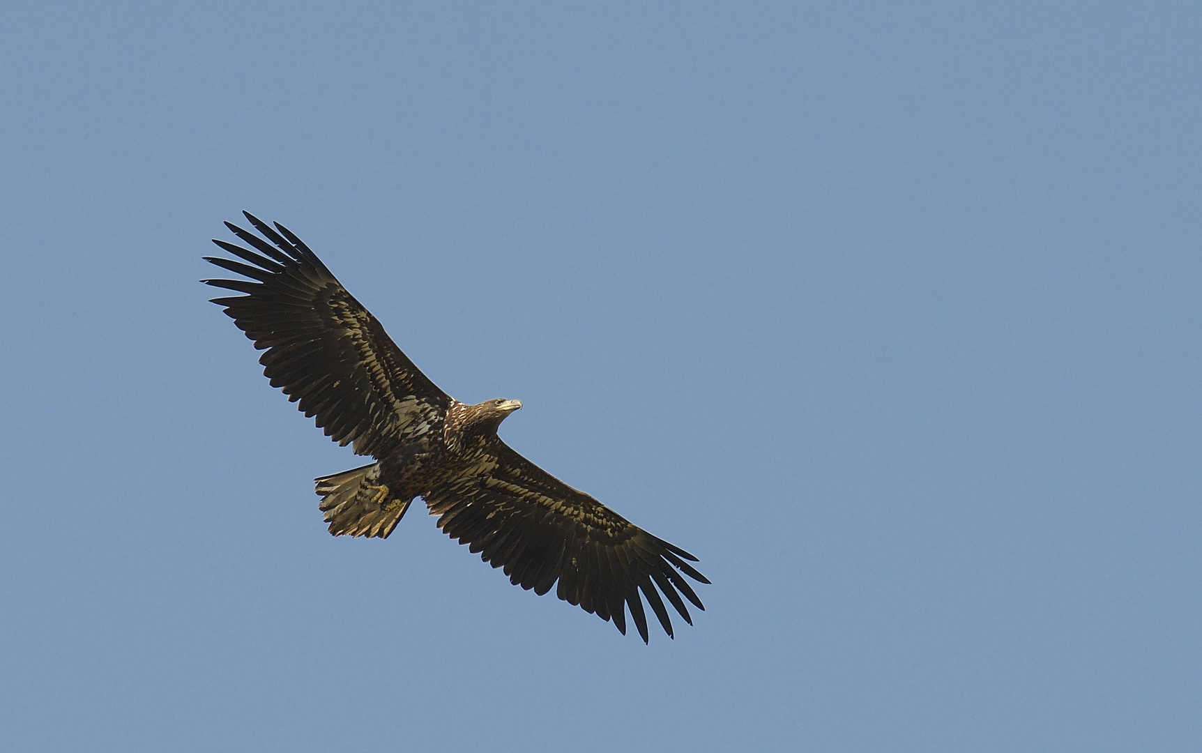 Überflug