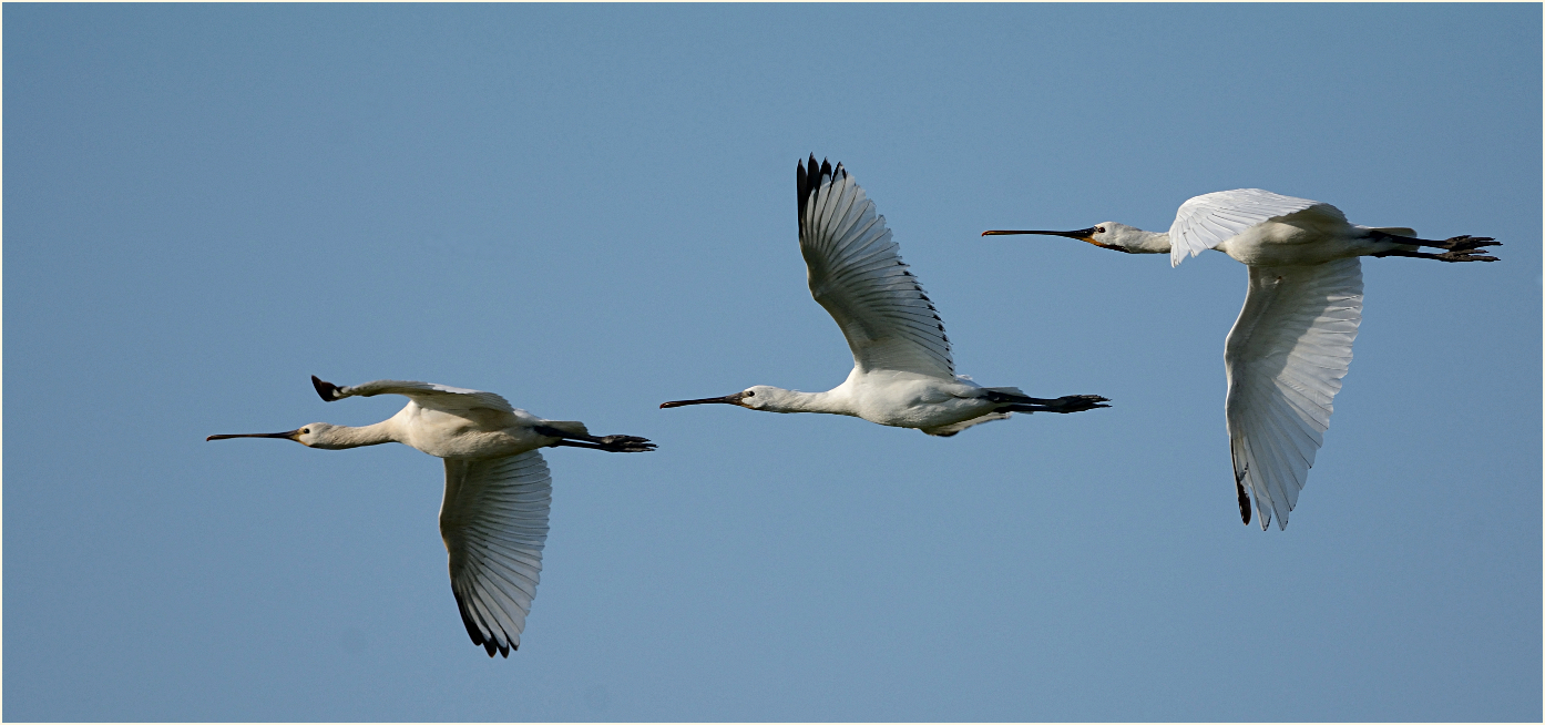 Überflug