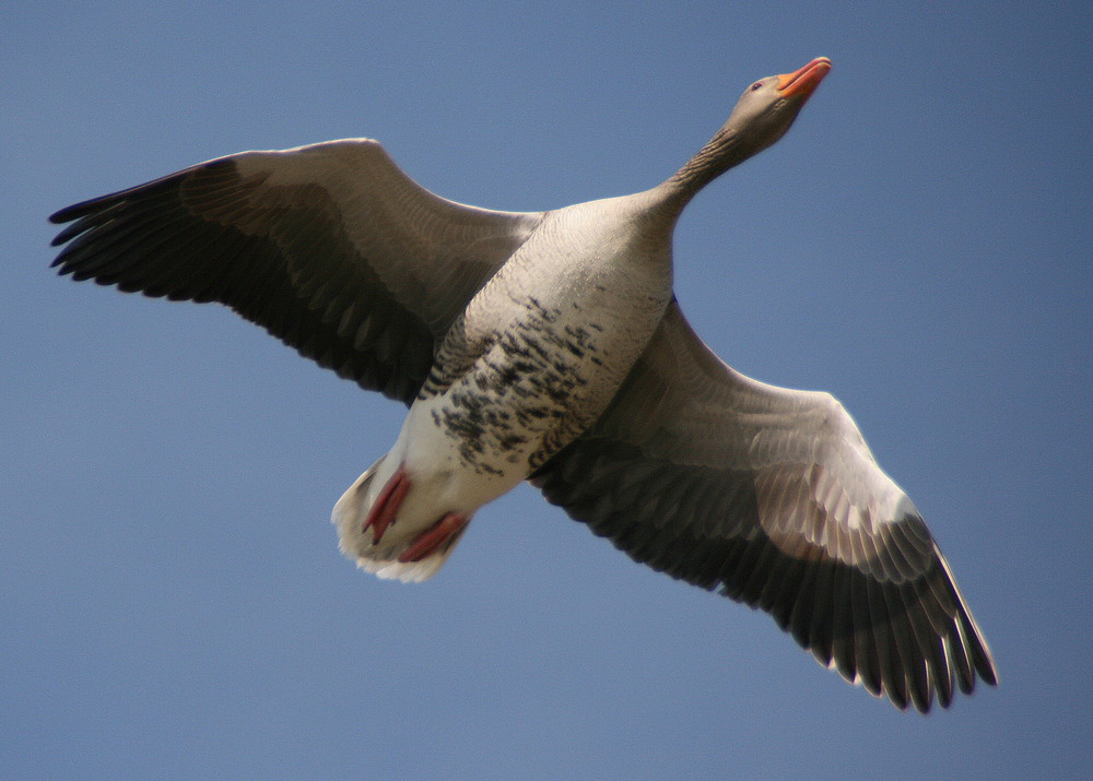 Überflug....