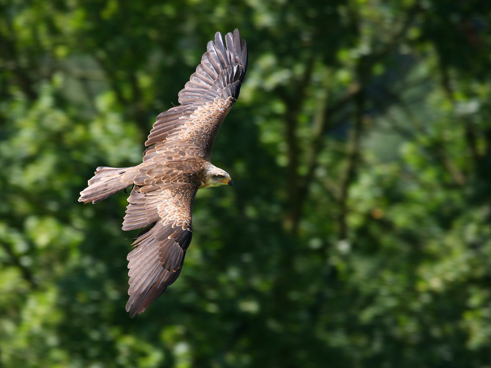 Überflug