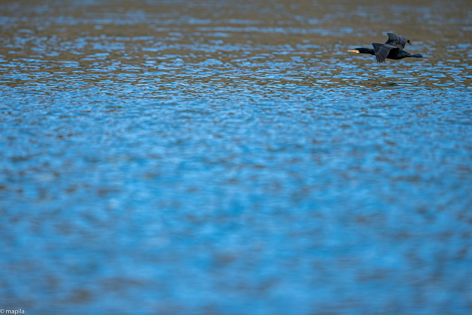 ——— Überflug am Rhein  ———