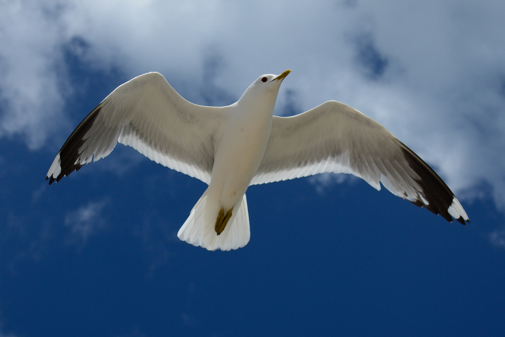 Überflug am Strand...