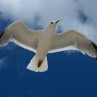 Überflug am Strand...