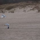 Überflug am Strand