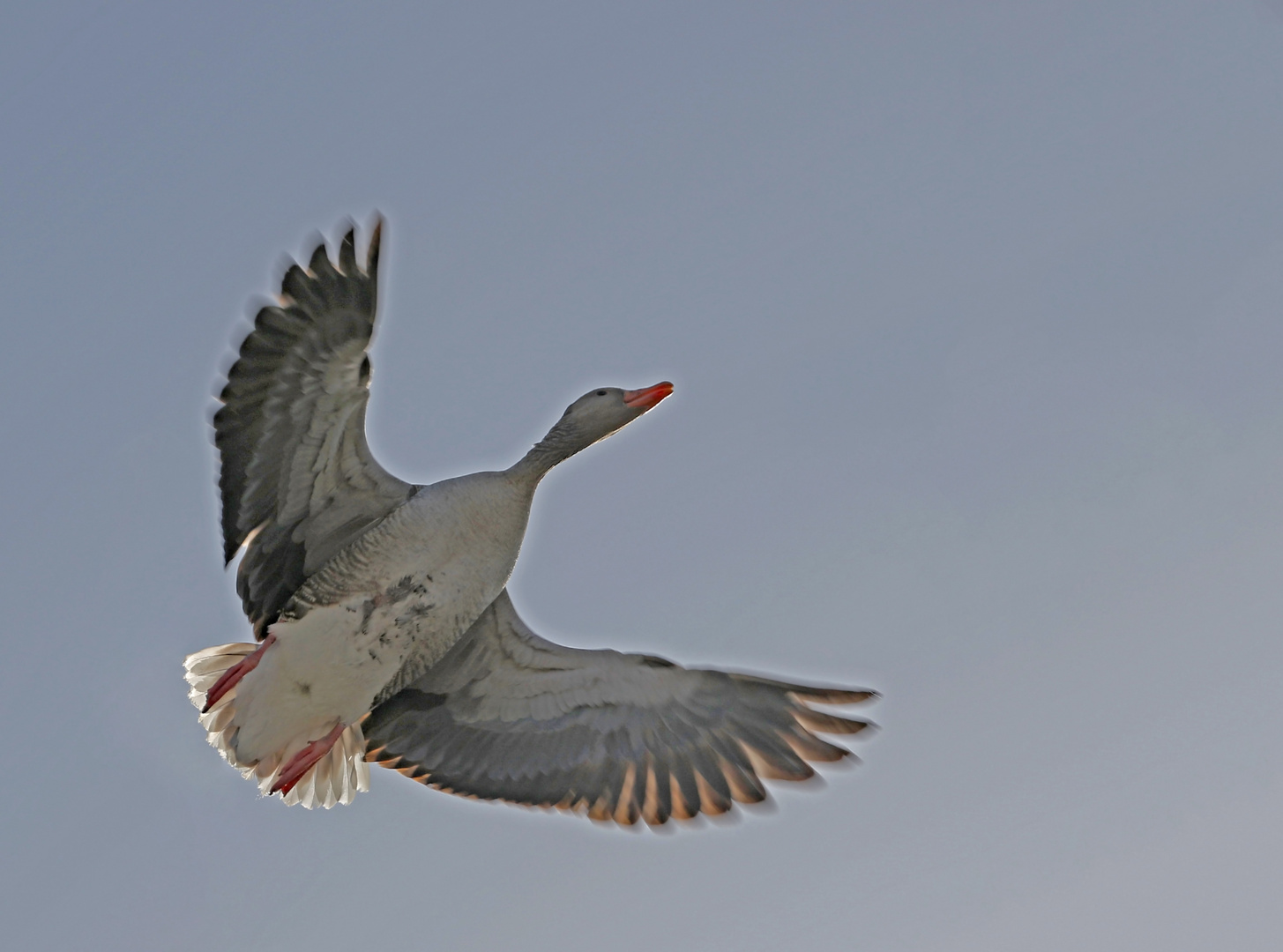 Überflug