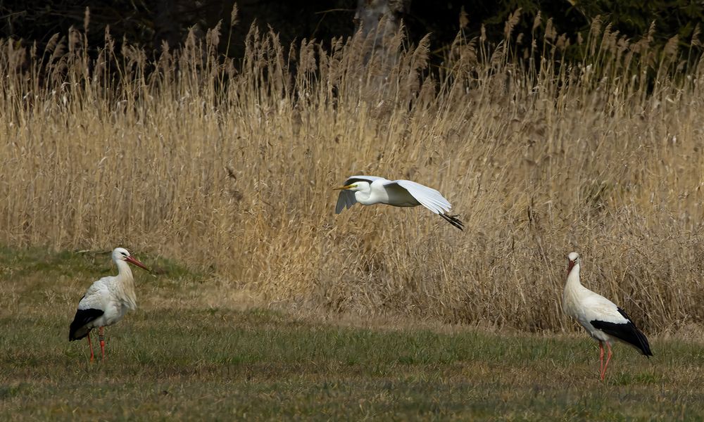 Überflug