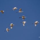 Überflug der Silberreiher   IMG_0654