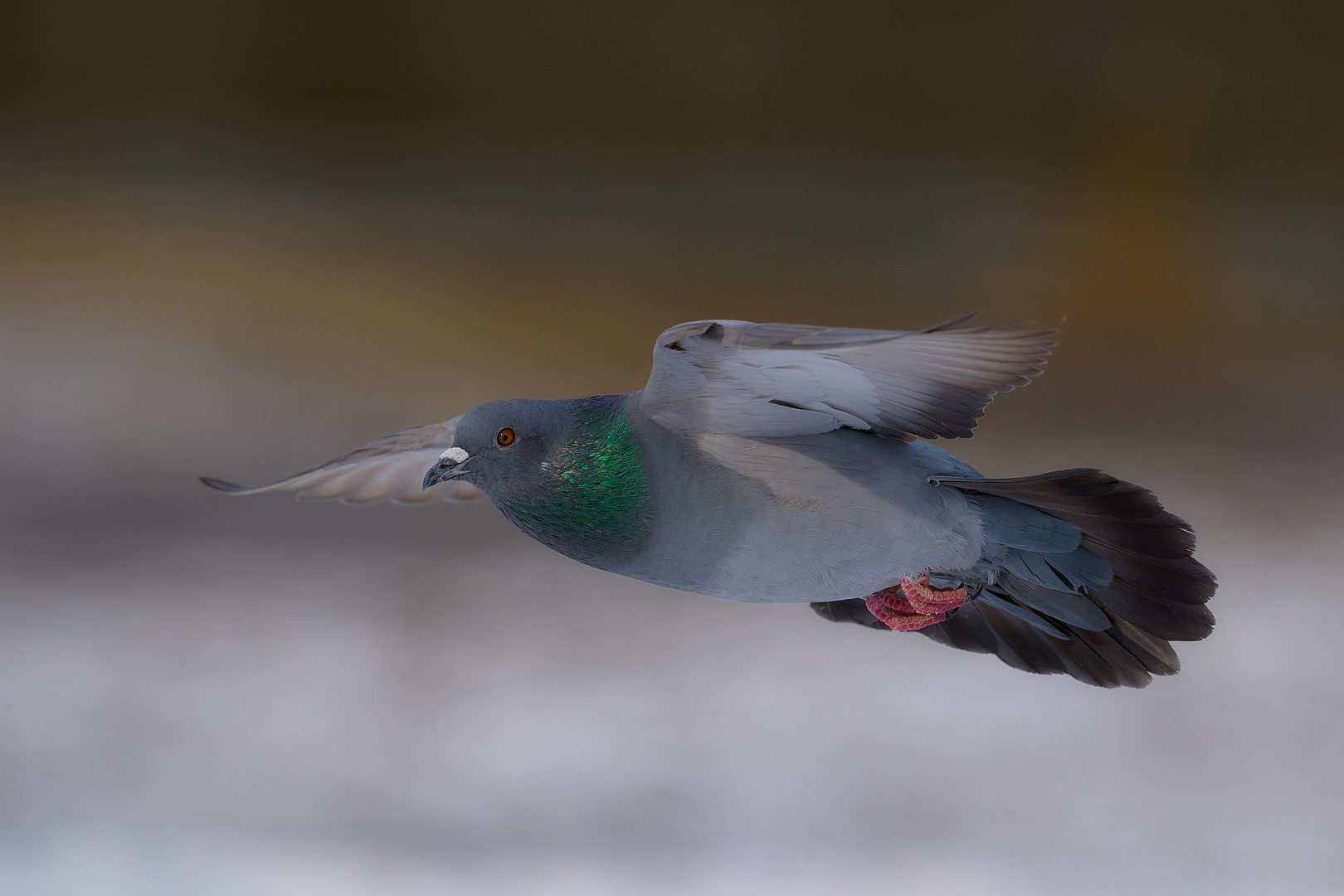 Überflug der Taube .....