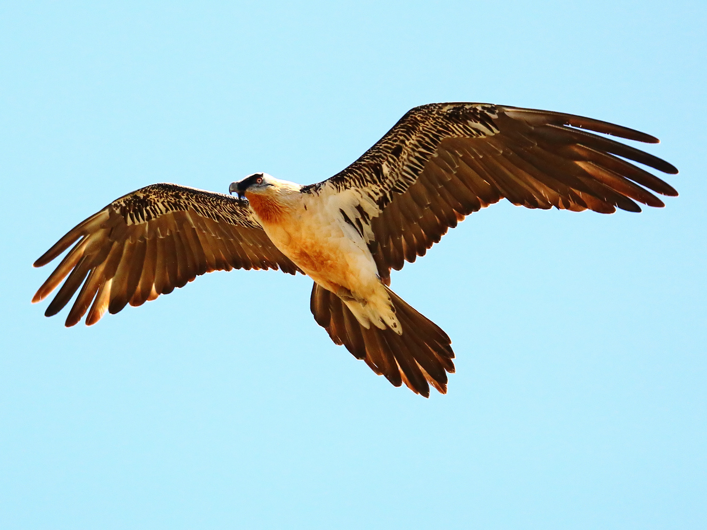 Überflug des Bartgeiers