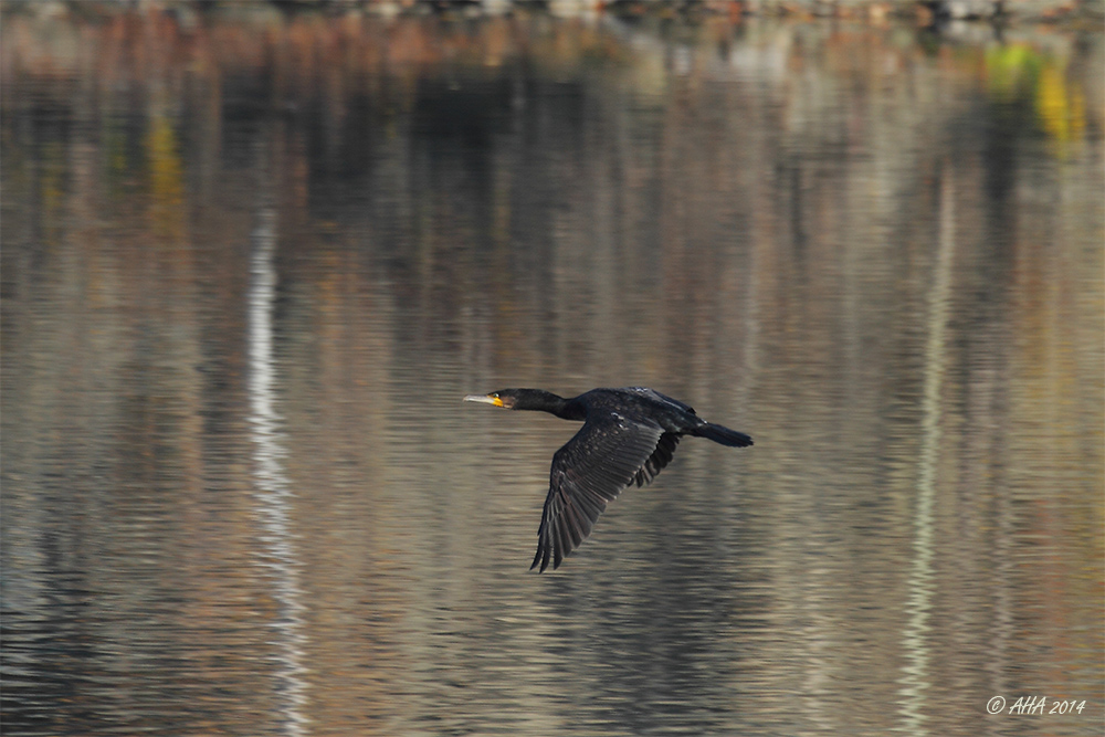 Überflug