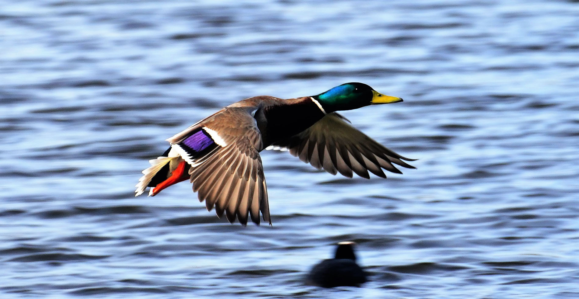 Überflug einer Stockente