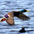 Überflug einer Stockente