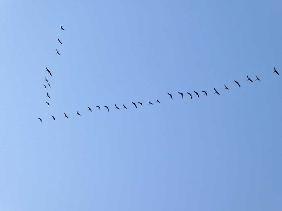 Überflug in der Lüneburger Heide