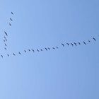 Überflug in der Lüneburger Heide