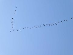 Überflug in der Lüneburger Heide