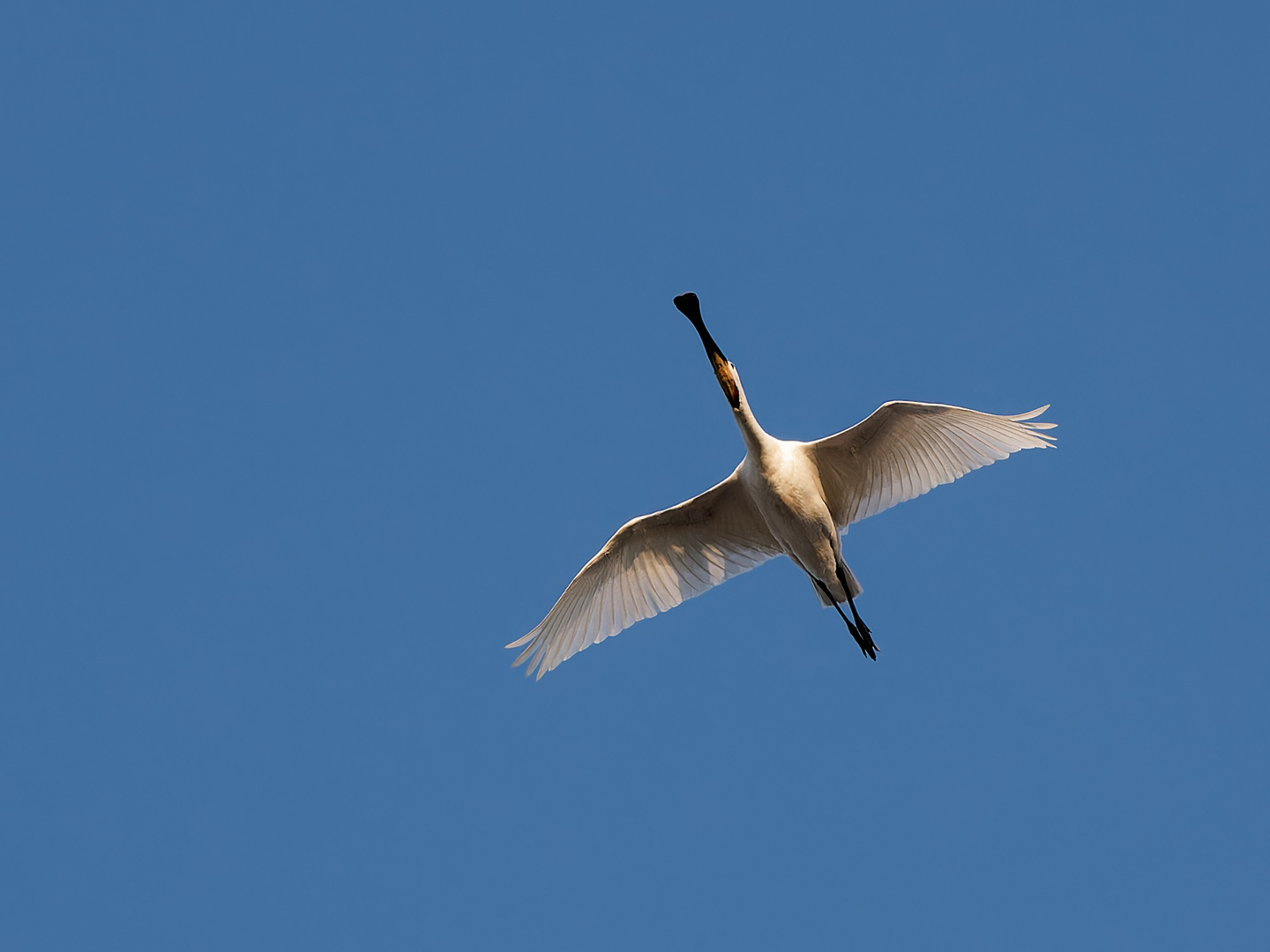 Überflug - Löffler