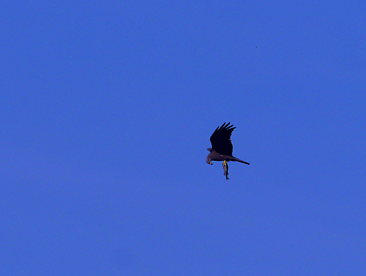 Überflug mit Beute