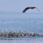 Überflug oder Angriff