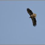 Überflug... Seeadler *Haliaeetus albicilla*