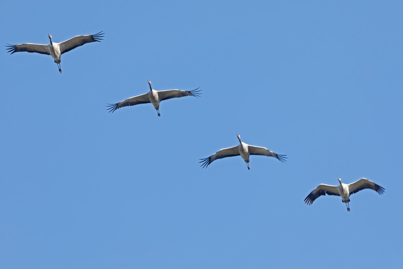 Überflug von Kranichen