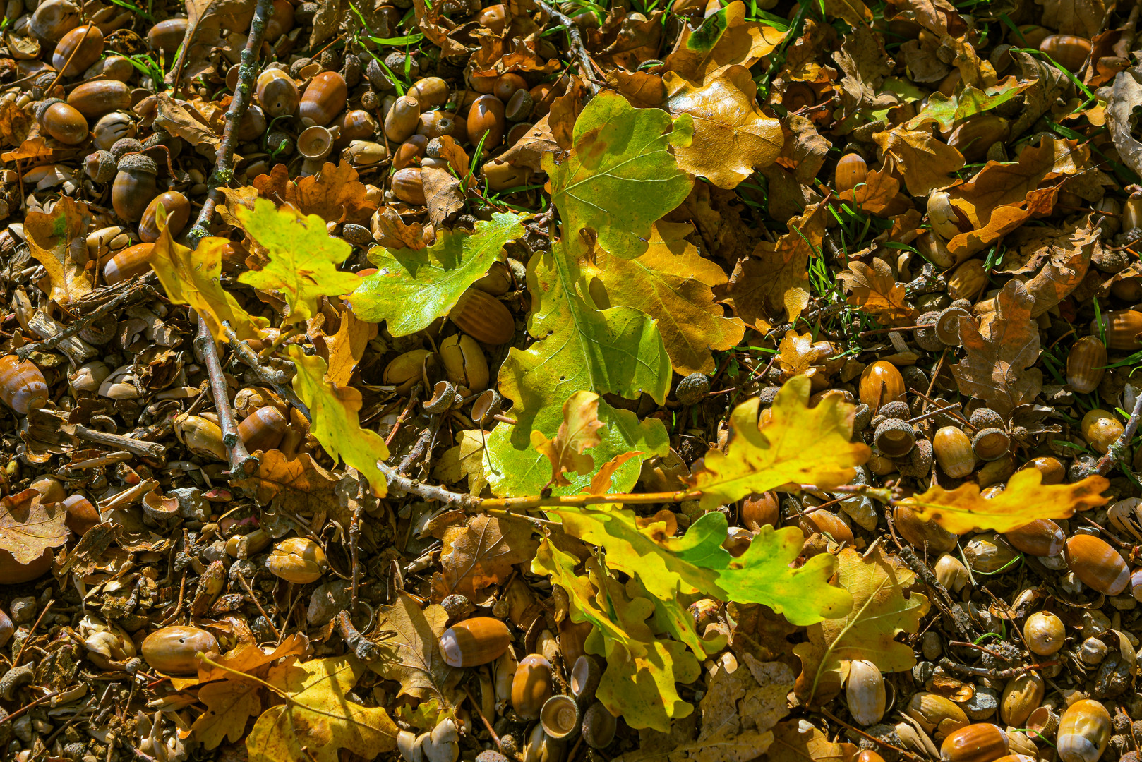 Überfluss im Herbst