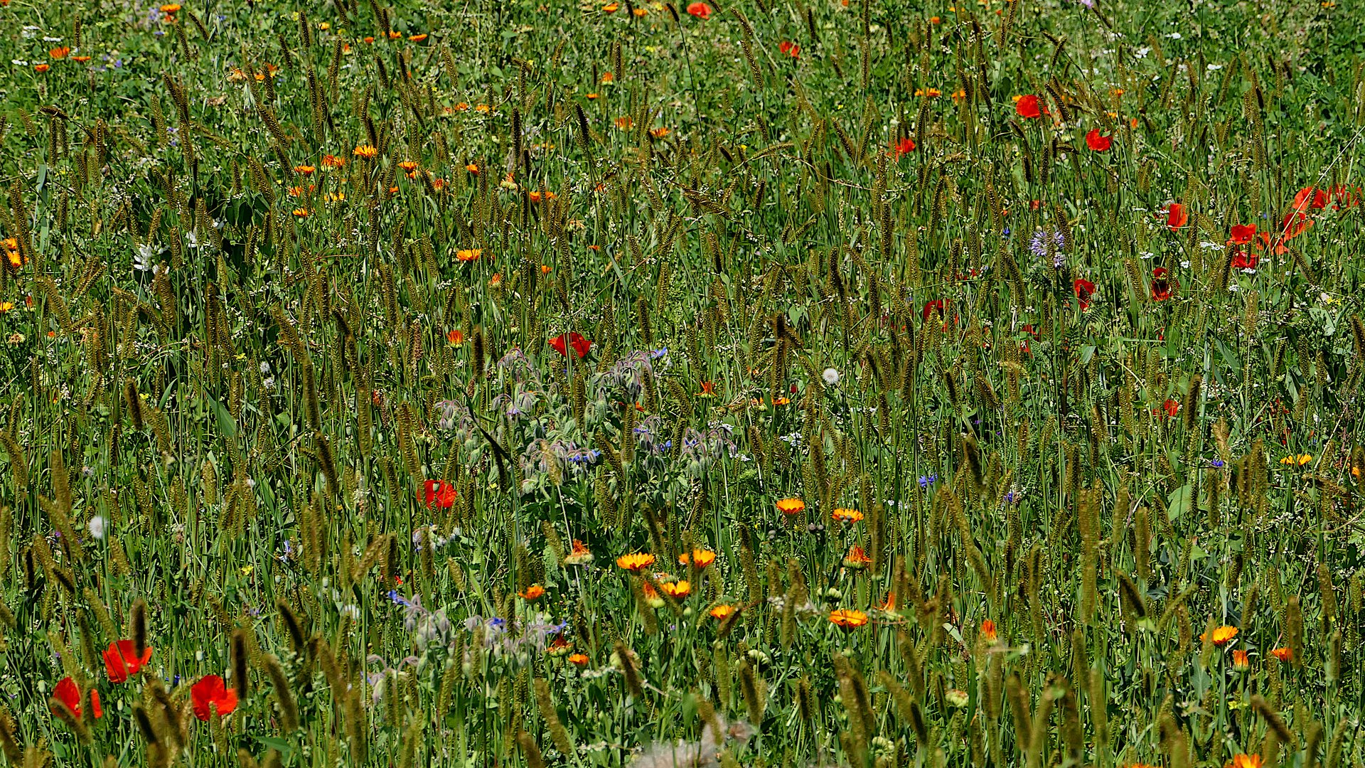 Überfluss im Insektenparadies