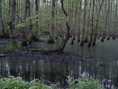 Überfluteter Wald