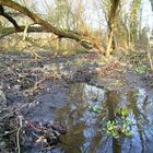 Überflutung als Retter der Natur