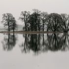 Überflutung der Elbe