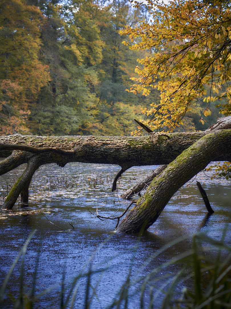 Übergang Foto & Bild pflanzen, pilze & flechten, landschaft, bäume