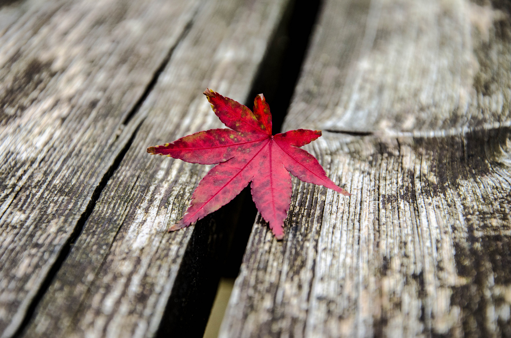 Übergang zum Herbst