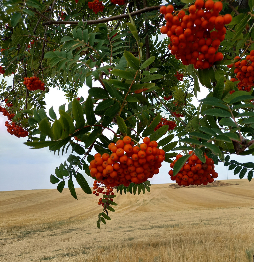 Übergang zum Herbst