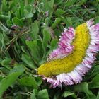 Übergewichtiges Gänseblümchen.....