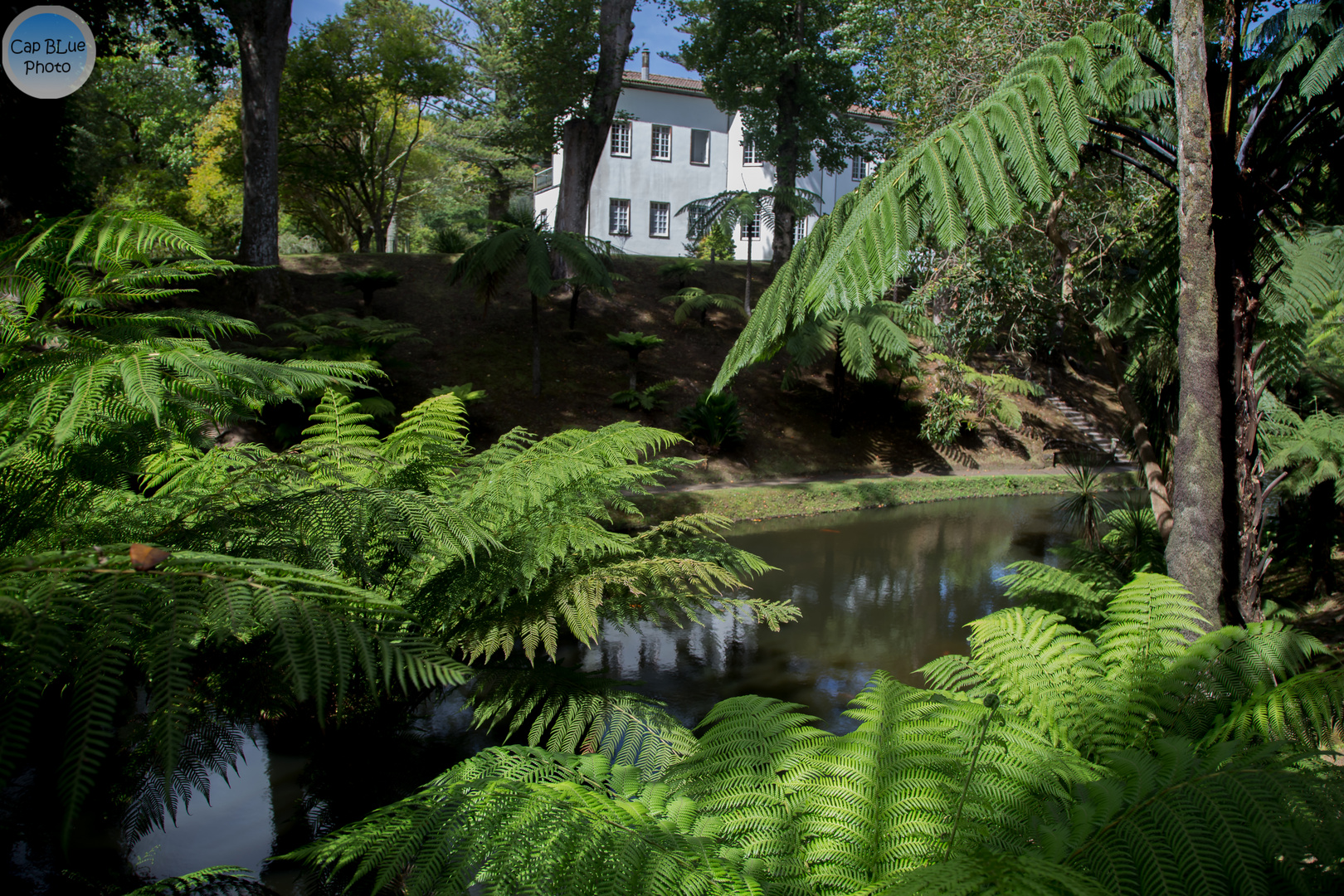 Übergroße Farne im Parque Terra Nostra in Furnas