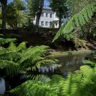 Übergroße Farne im Parque Terra Nostra in Furnas