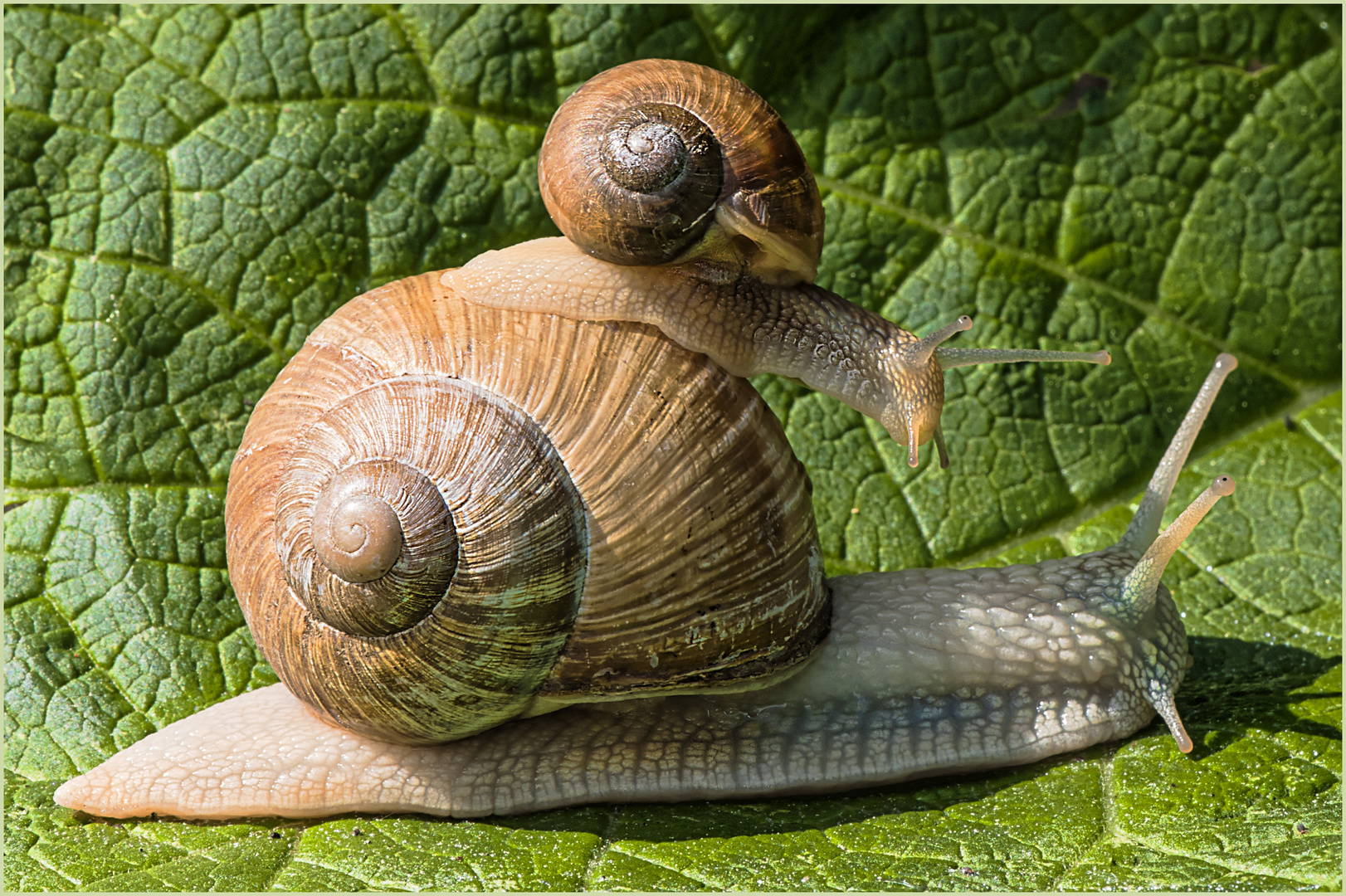 Überholen auf der Schleimspur