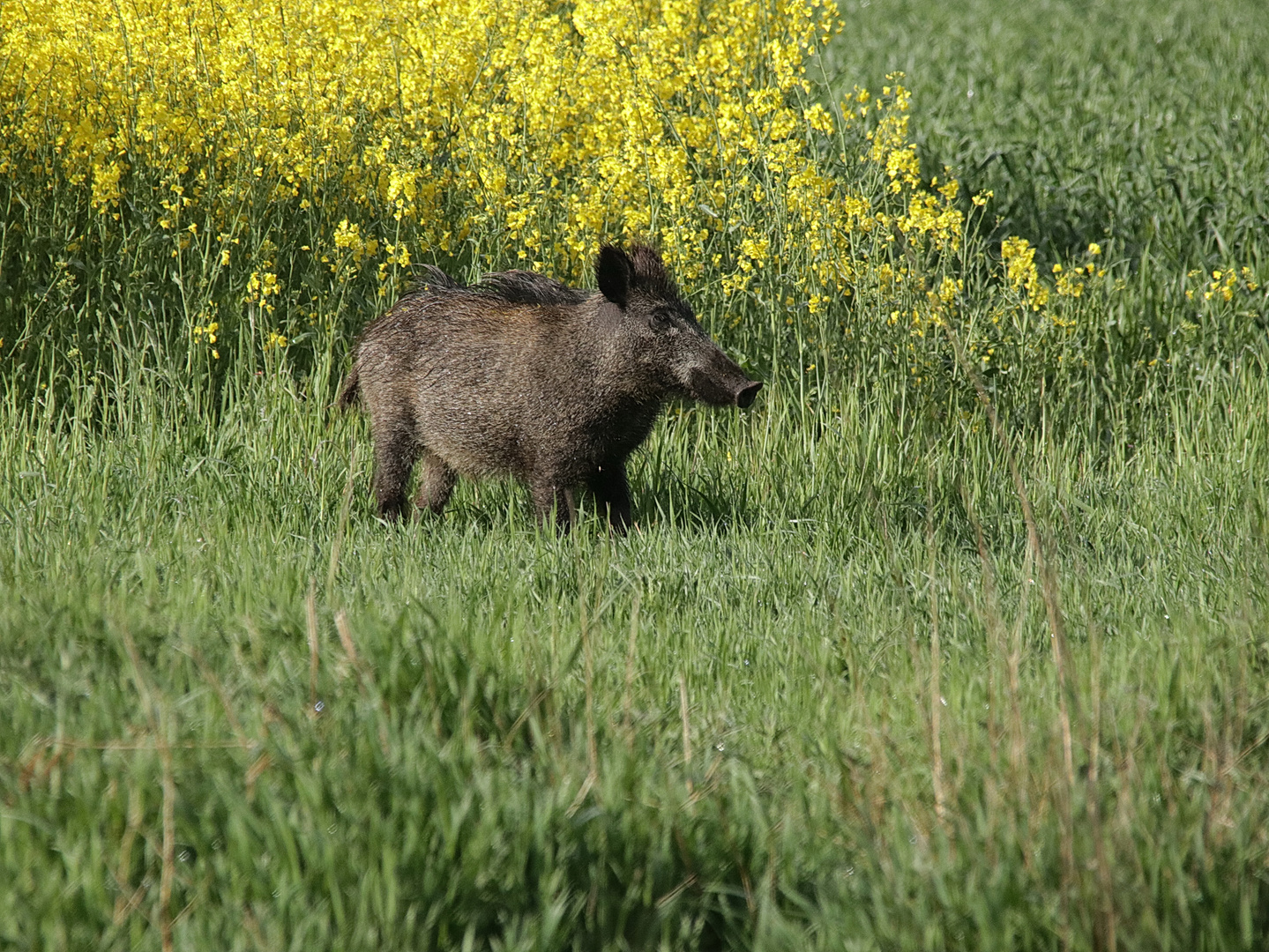 Überläufer 1