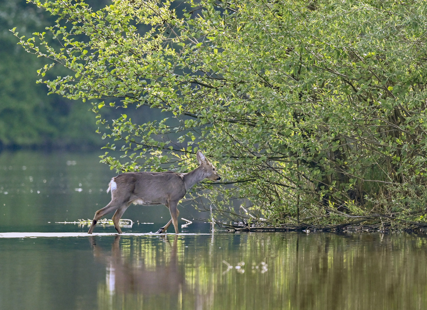 Überläufer