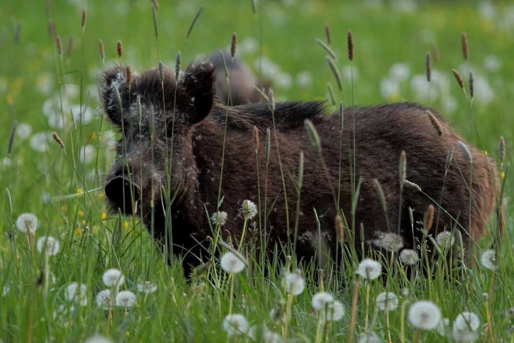 Überläufer im letzten Abendlicht