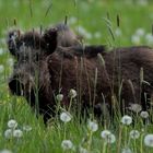 Überläufer im letzten Abendlicht